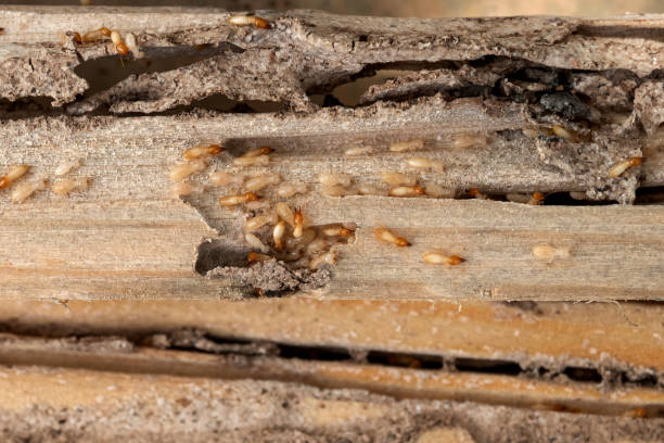 Best Bed Bug Extermination  in Elgin, SC