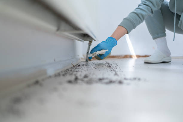 Best Wasp Removal Services  in Elgin, SC